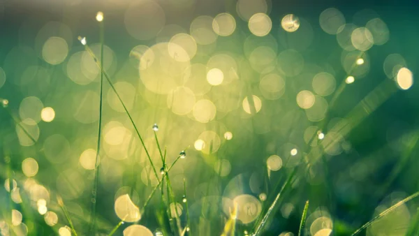 Zbliżenie na krople rosy na trawie jako symbol precyzyjnego i bezpiecznego odczytu wodomierza z nakładką radiową